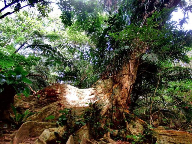 根っこが2メートル サキシマスオウの木 のスゴい板根 西表島百科