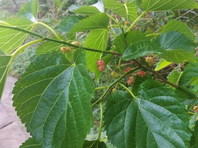 沖縄のクワの木 シマグワ は実が食べれます 西表島百科