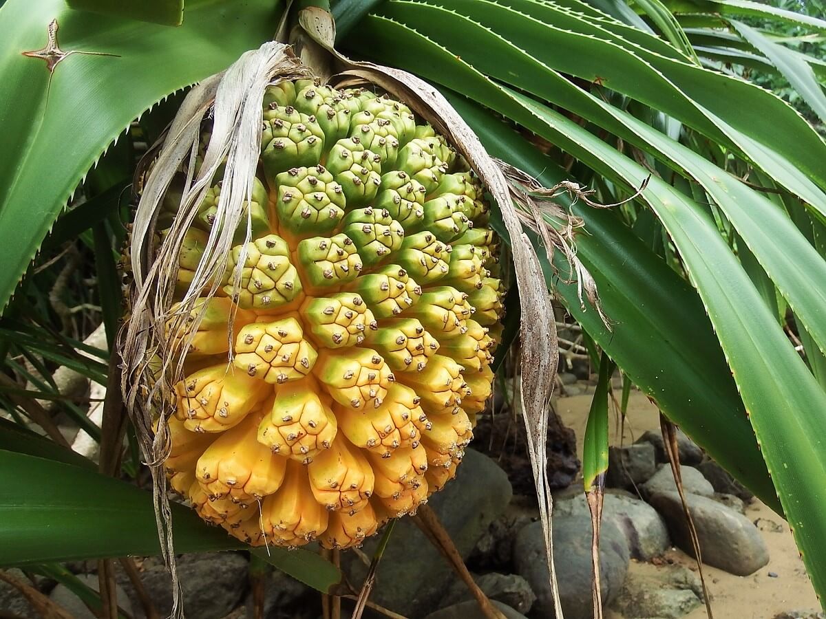 道端で見かける木になる実はパイナップル いいえ アダンの実 です 西表島百科