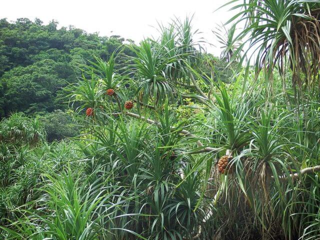道端で見かける木になる実はパイナップル いいえ アダンの実 です 西表島百科