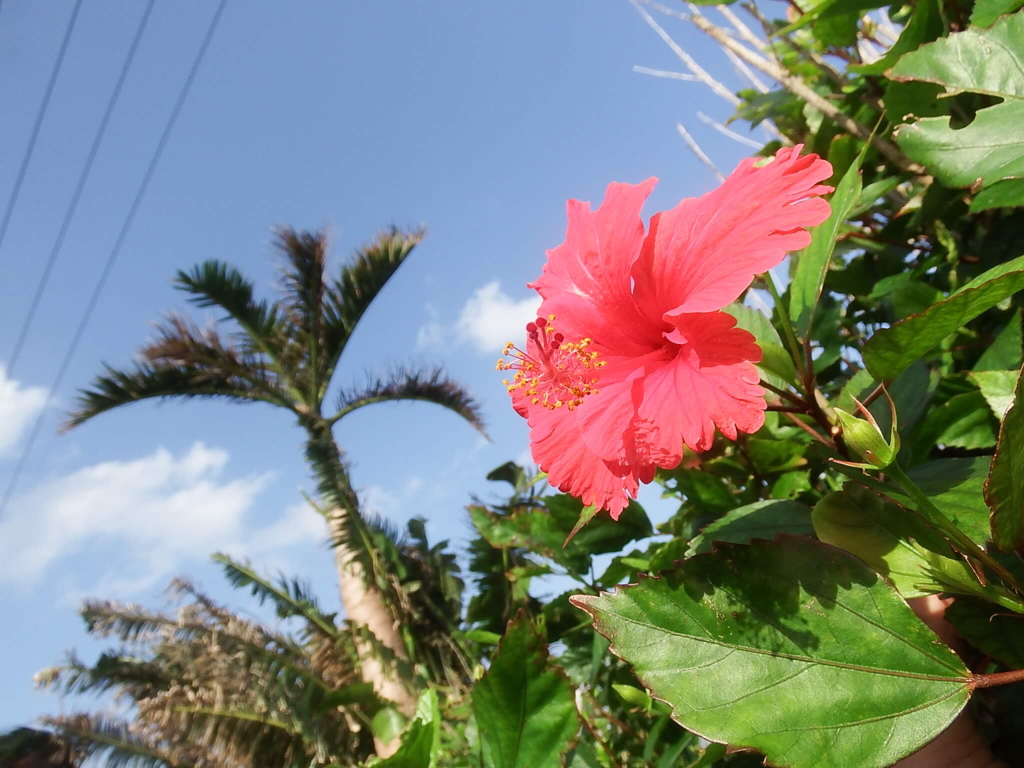 ブッソウゲ」いわゆるハイビスカスは一年中咲いています！ | 西表島百科